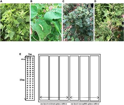 Combined transcriptome and metabolome analysis of the resistance mechanism of <mark class="highlighted">quinoa</mark> seedlings to Spodoptera exigua